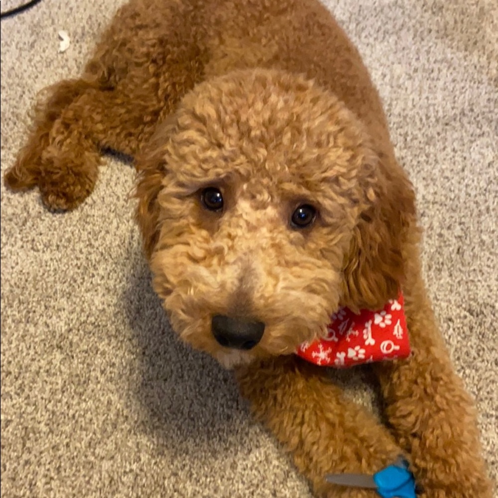 Mini goldendoodle - Picture 3 of 3